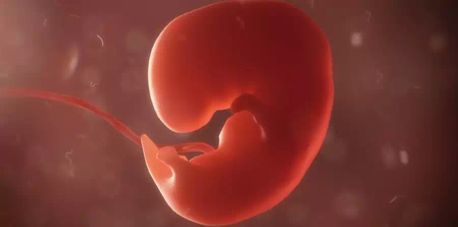 Los expertos de la institución aseguran que antes de las 24 semanas los fetos no han logrado desarrollarse y están sedados, sin embargo, los que hacen campaña por una legislación más estricta en torno al aborto dicen que este informe no refleja el debate completo sobre el tema, de si un feto de 24 semanas o menos puede sentir dolor ha sido planteado en las discusiones sobre si debe reducirse el límite actual para llevar a cabo un aborto